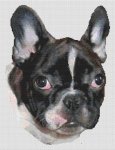 (image for) French Bulldog Puppy